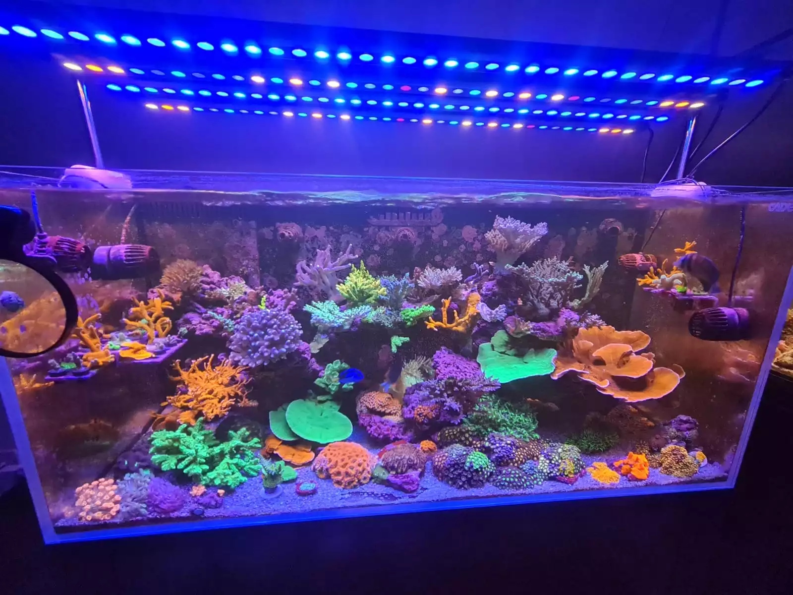 REEF LED-02